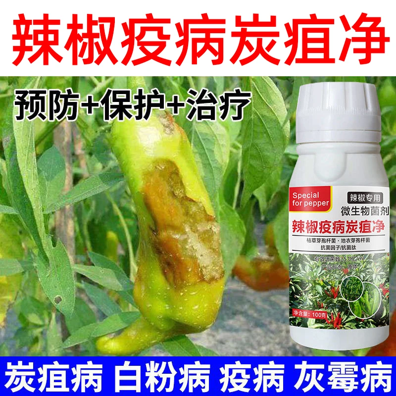 辣椒炭疽病疫病枯萎病青枯病烂果药斑点病杀菌剂辣椒疫病炭疽净