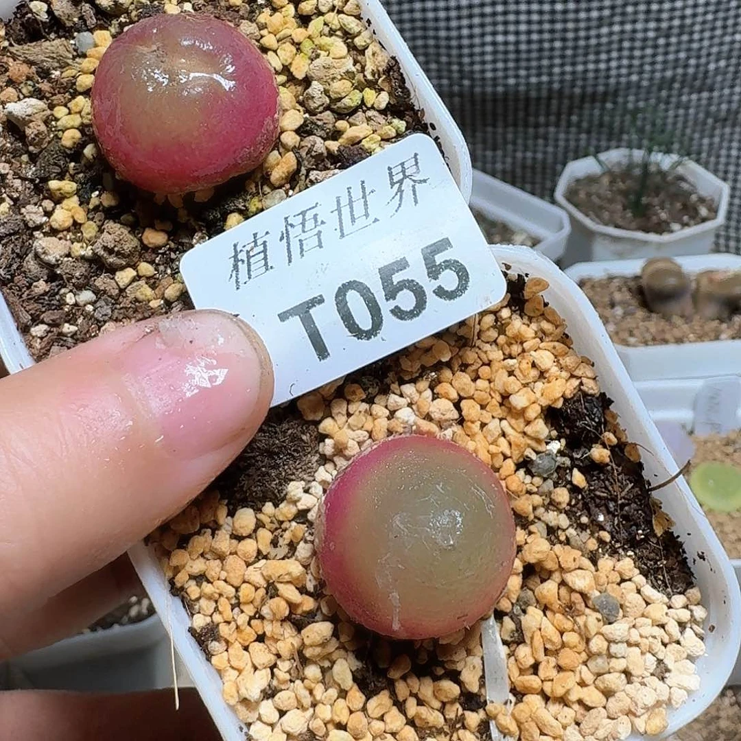 055盒多肉植物哇f c g