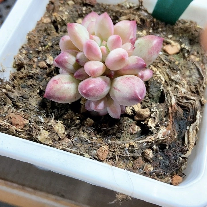 多肉植物虞美人613