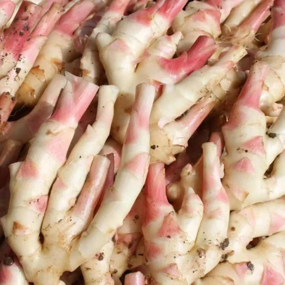 广西新鲜红芽嫩姜现挖现发可醋泡的当季蔬菜生姜