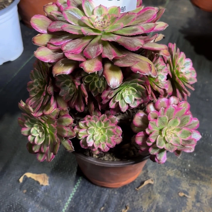 瑞妈，，。。。679凌波仙子，