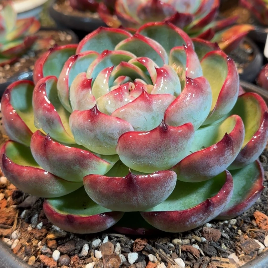 玫瑰惊鸿一物一拍包装收缩花旱699