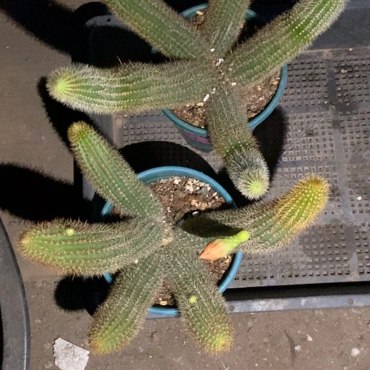 有***鱼仙人球双色金妞两盆福利