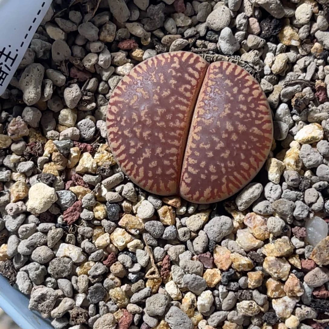 3218红流水1尺寸2.4