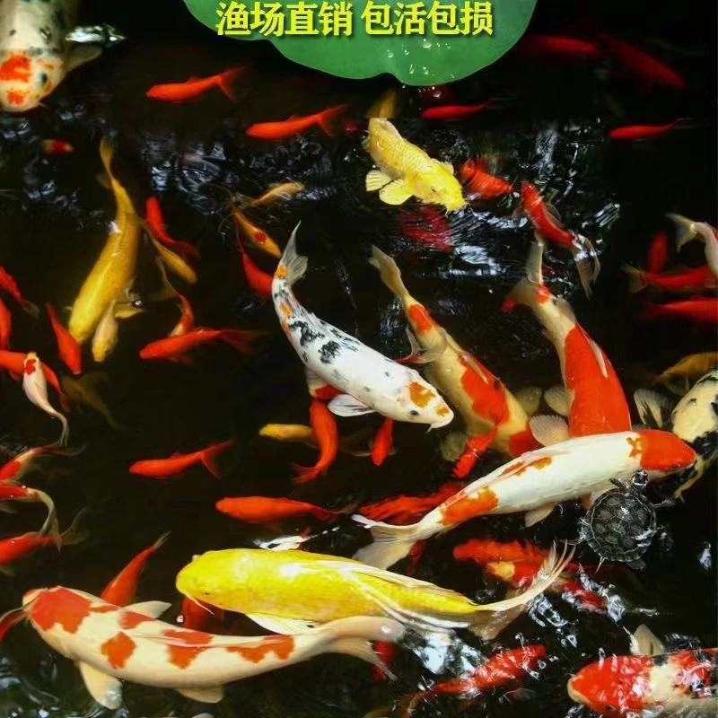 ③精品锦鲤鱼纯种观赏鱼大正昭和正宗三色红白招财冷水直发包邮