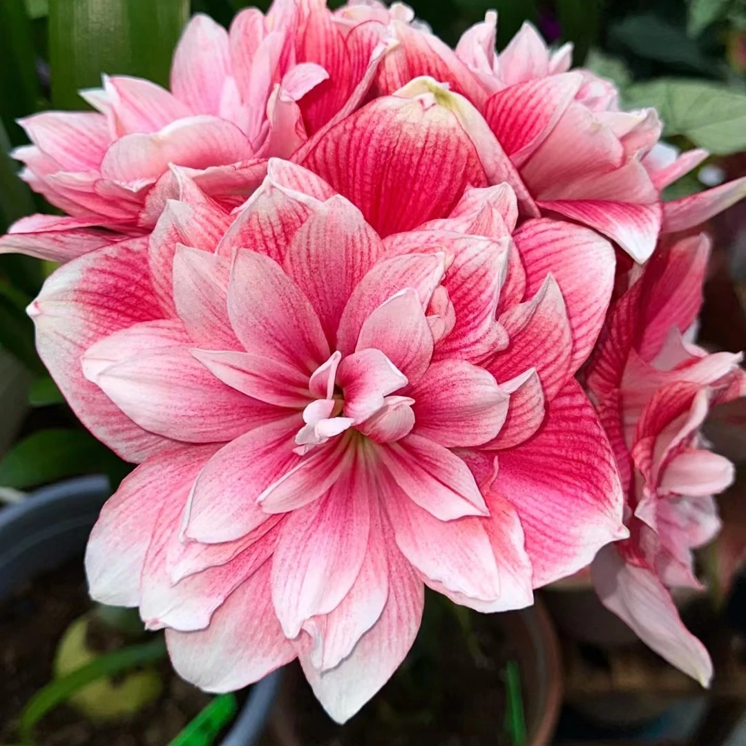 王者归来【双梦】大花重瓣朱顶红包对版送肥料