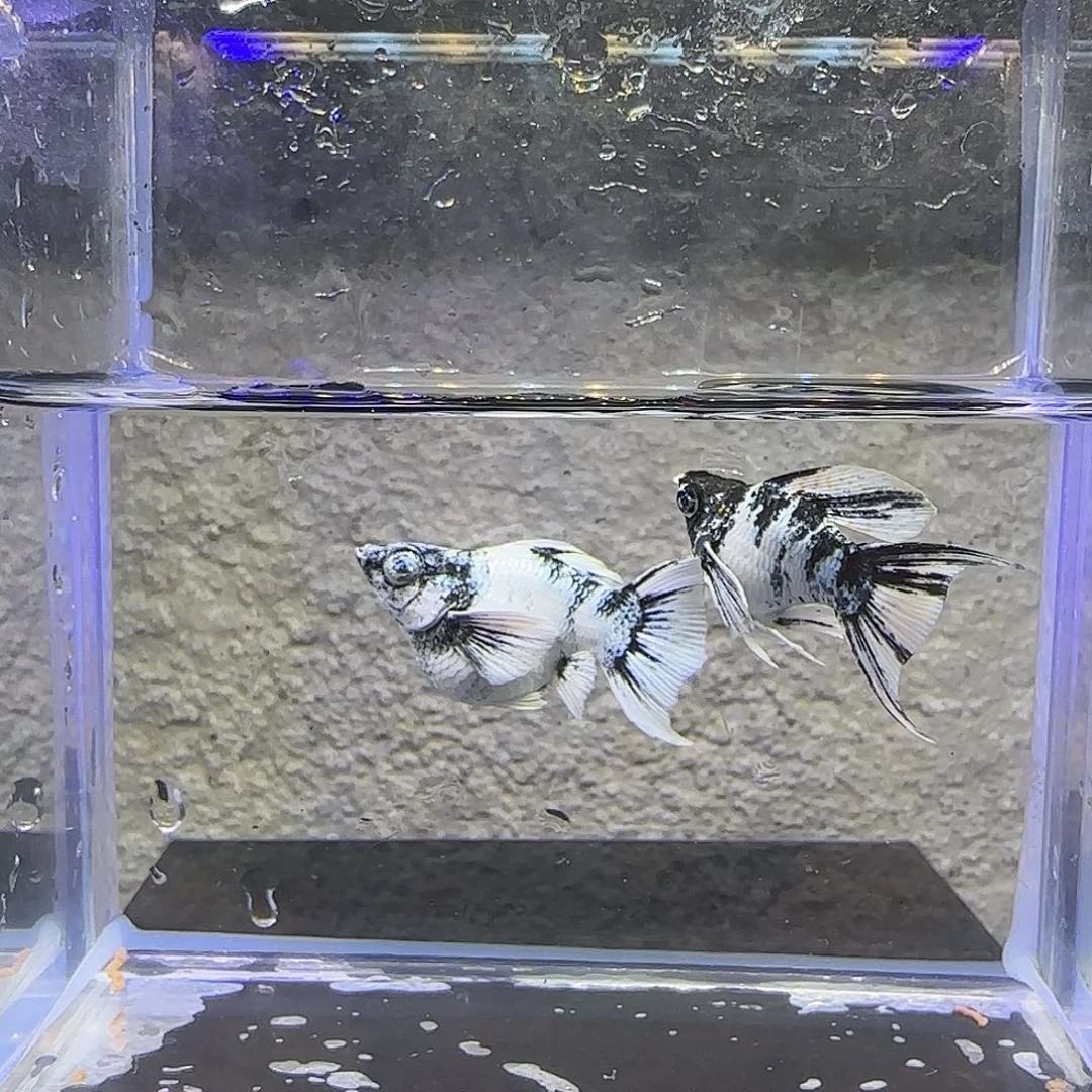 孔雀鱼水墨玛丽一对