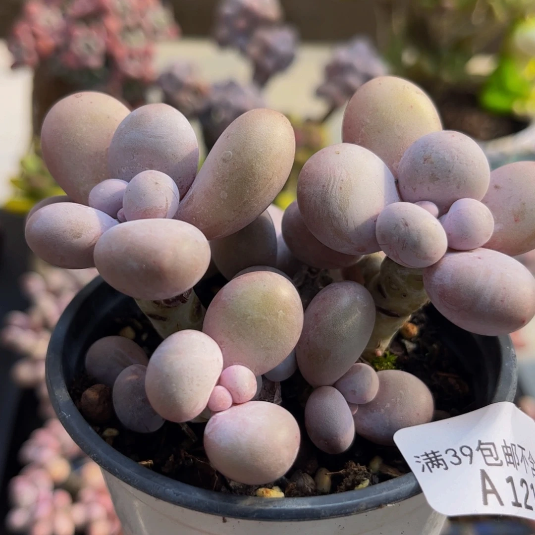 210/8cm水光针多肉植物