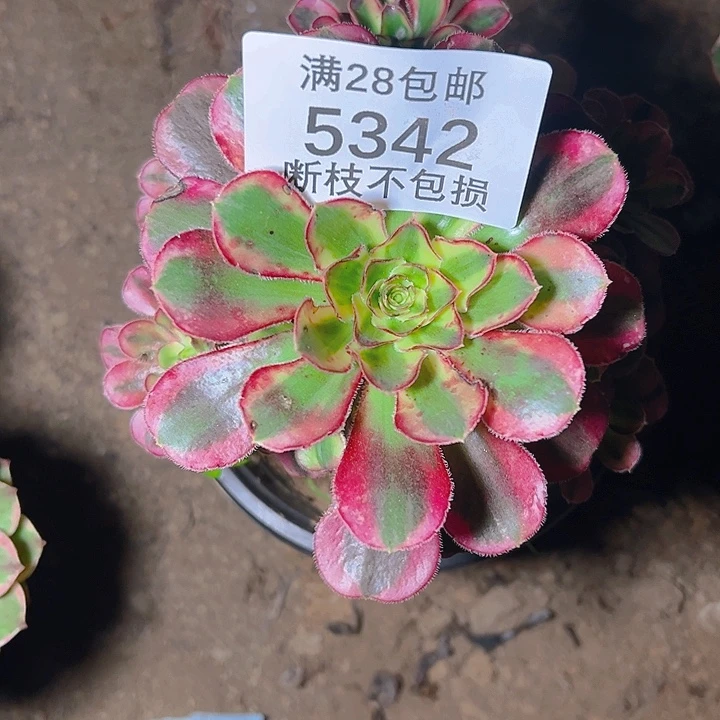 爱***角5342冰淇淋多肉植物