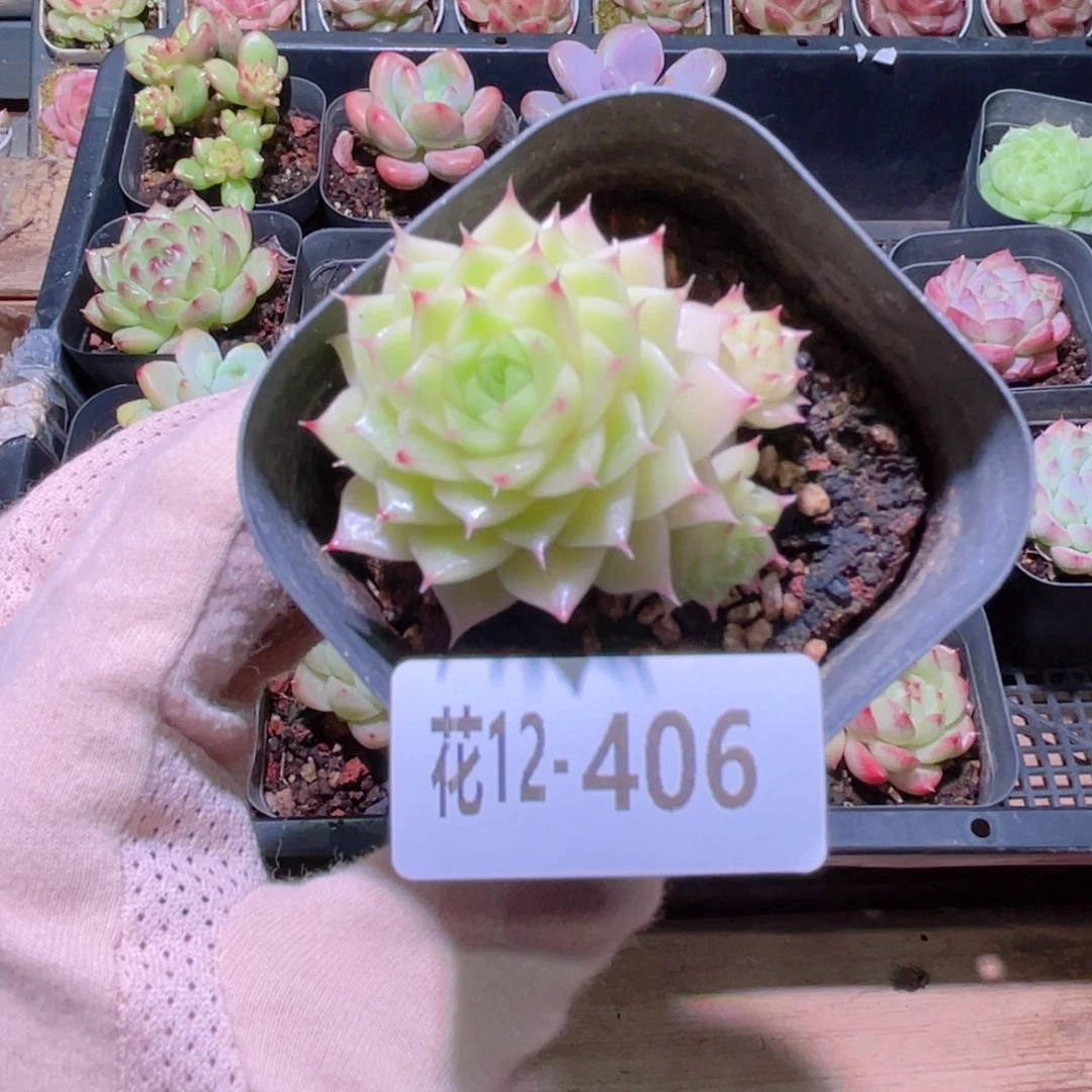 花利美12-406麦秆