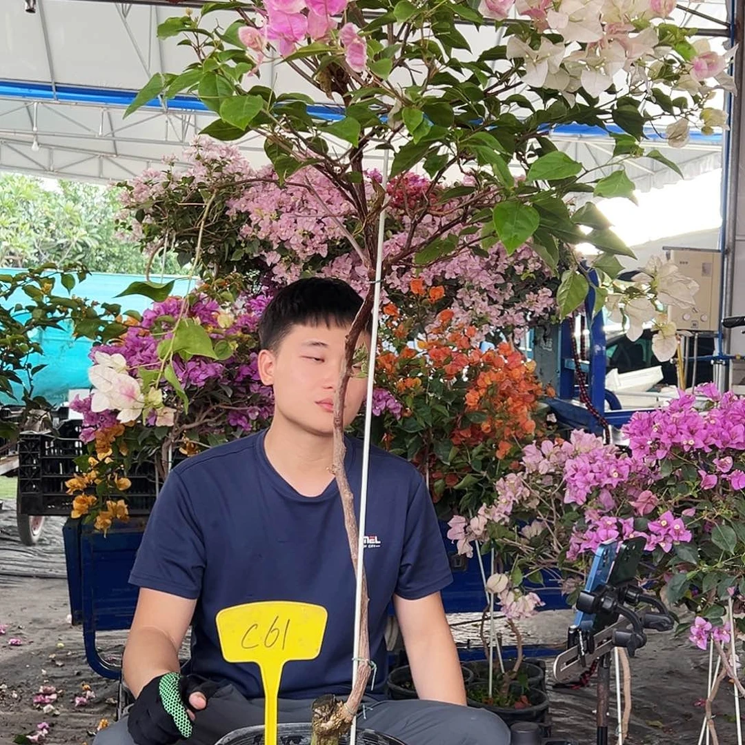 鱼***鱼大部分花苞少量开放C66广红樱