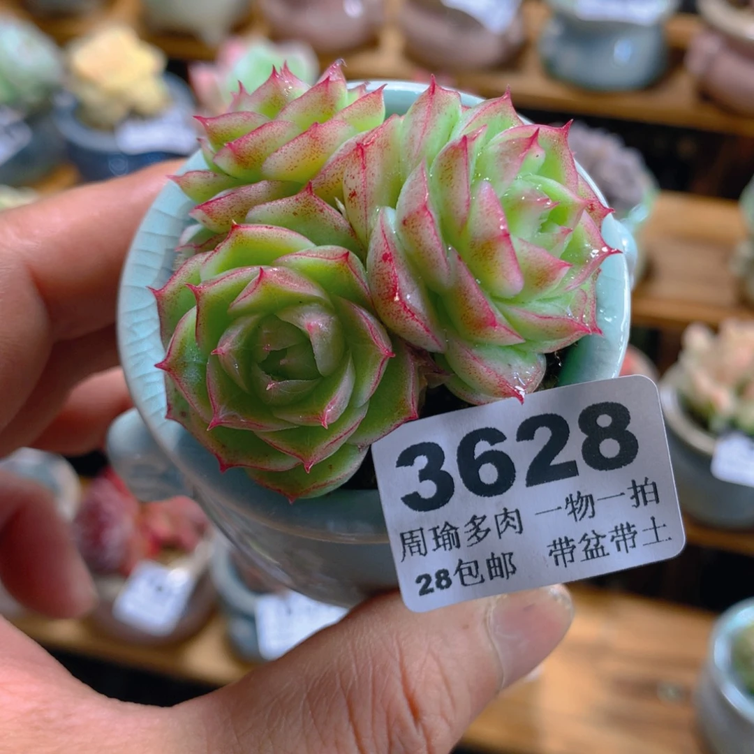 精控多肉植物3628