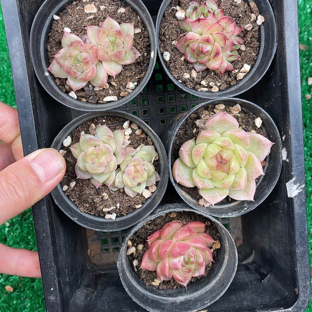 多肉一物一拍8-199