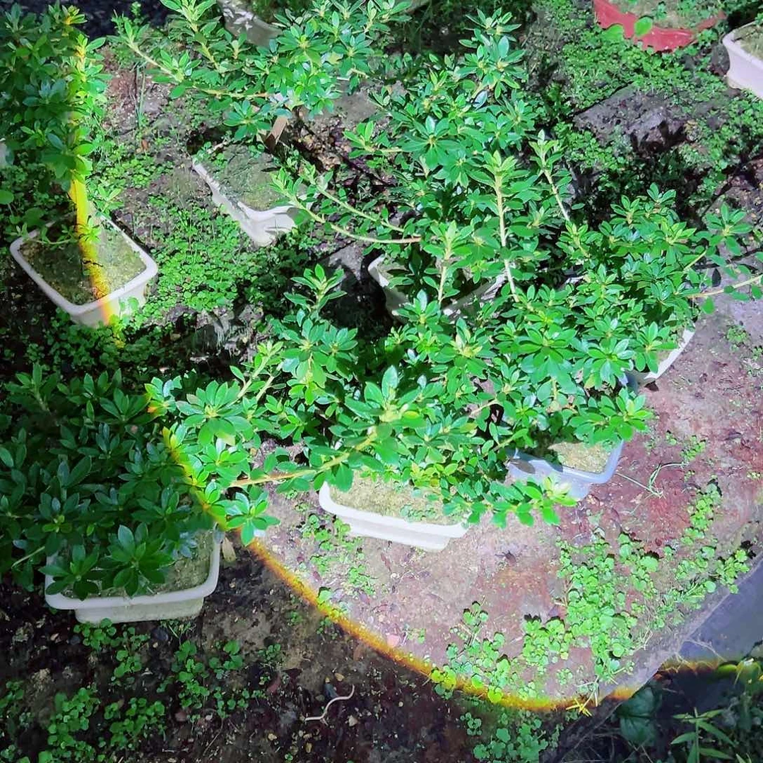 无花朵盆景皋月杜鹃花舞鼓