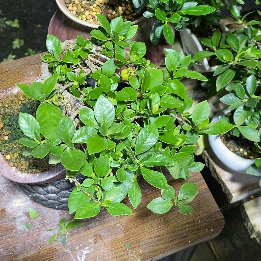 无花朵寒****?栀子花