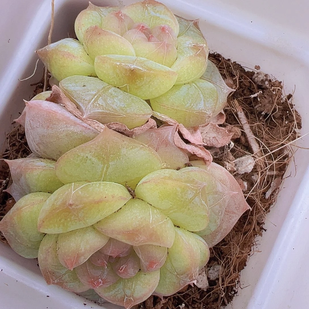 纹星珍妮双头19包邮多肉