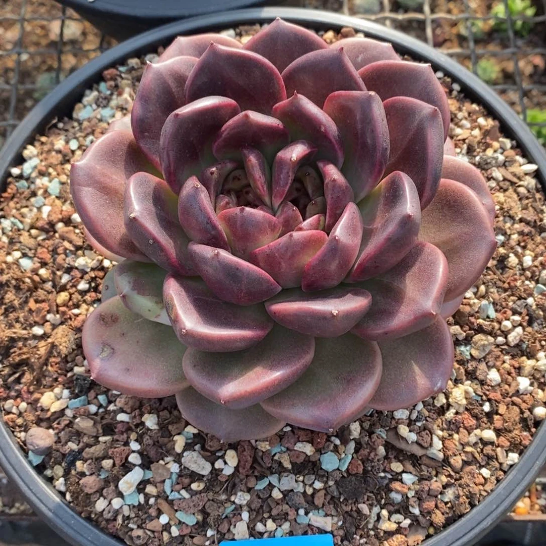 巧****姐多肉植物多肉植物0509