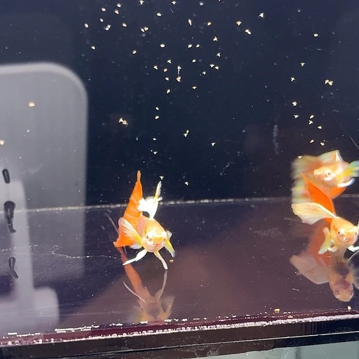 孔雀鱼火烧云飞船3公2母