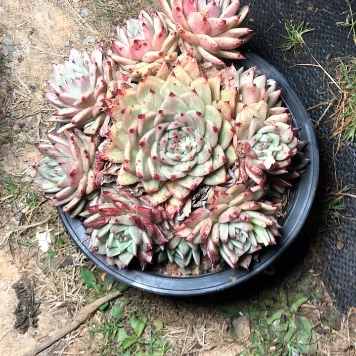 G*权78//////////////