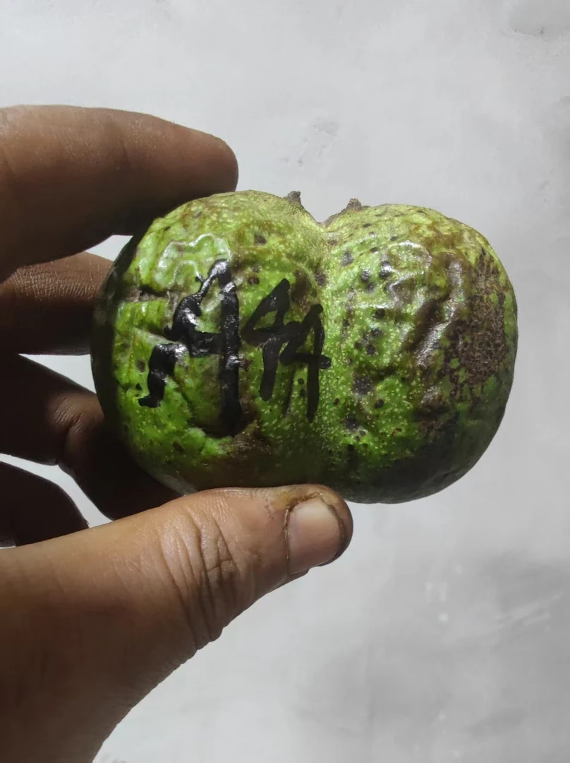 白狮子文玩核桃只保品种1个--A44