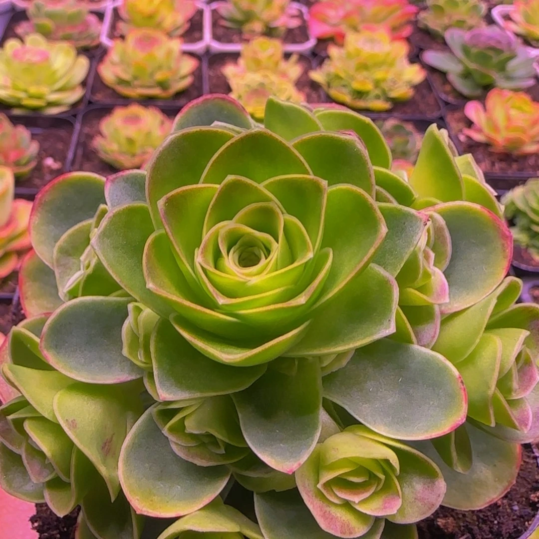 初辰113535686868686838