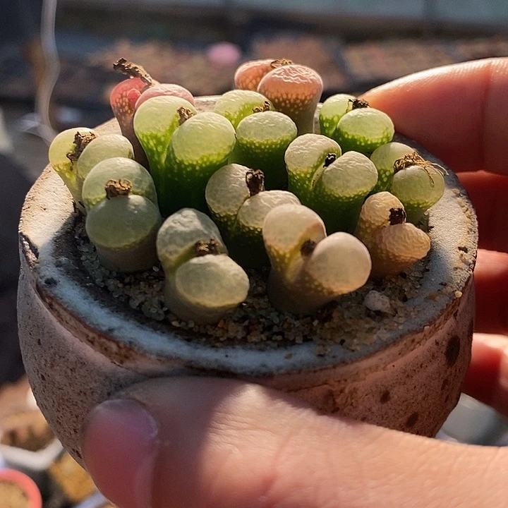 单头粉樱花风铃一颗。