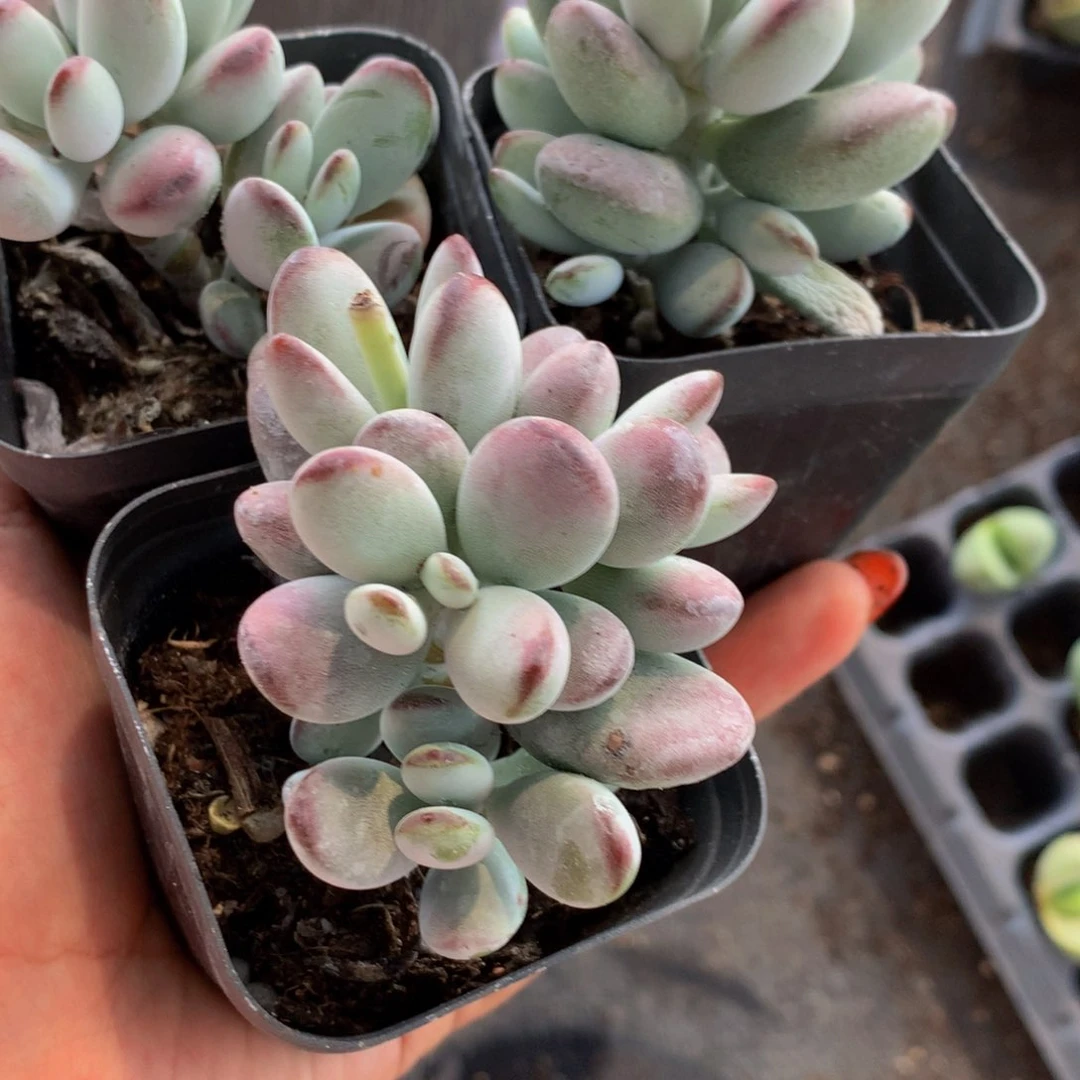 乒乓  （满9.99包邮不满9.99发叶子）