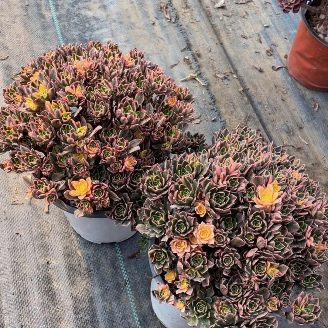 793甜茶两颗精品法师多肉