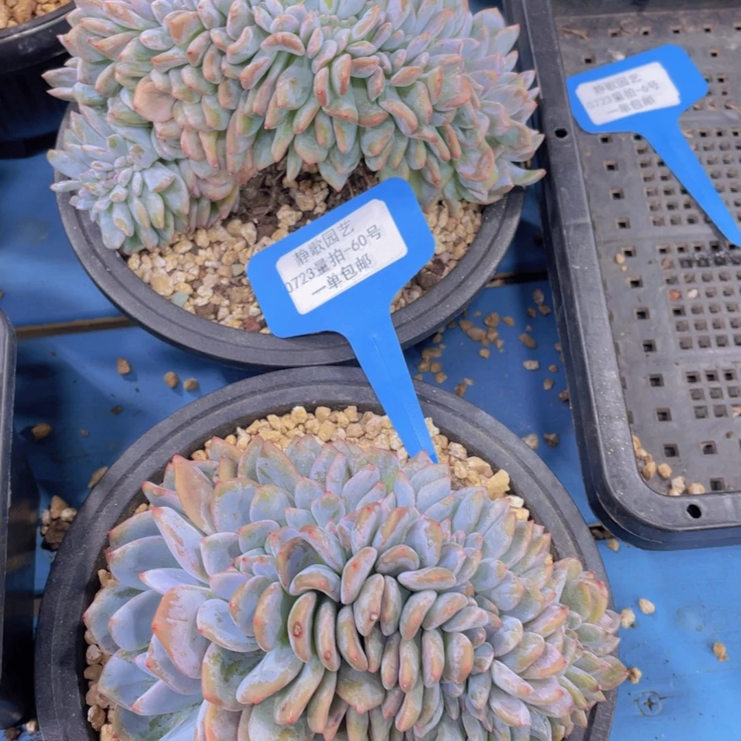 0723-60-星影说话福利一颗量拍