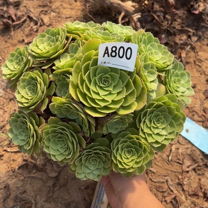 万圣夜多肉植物800.