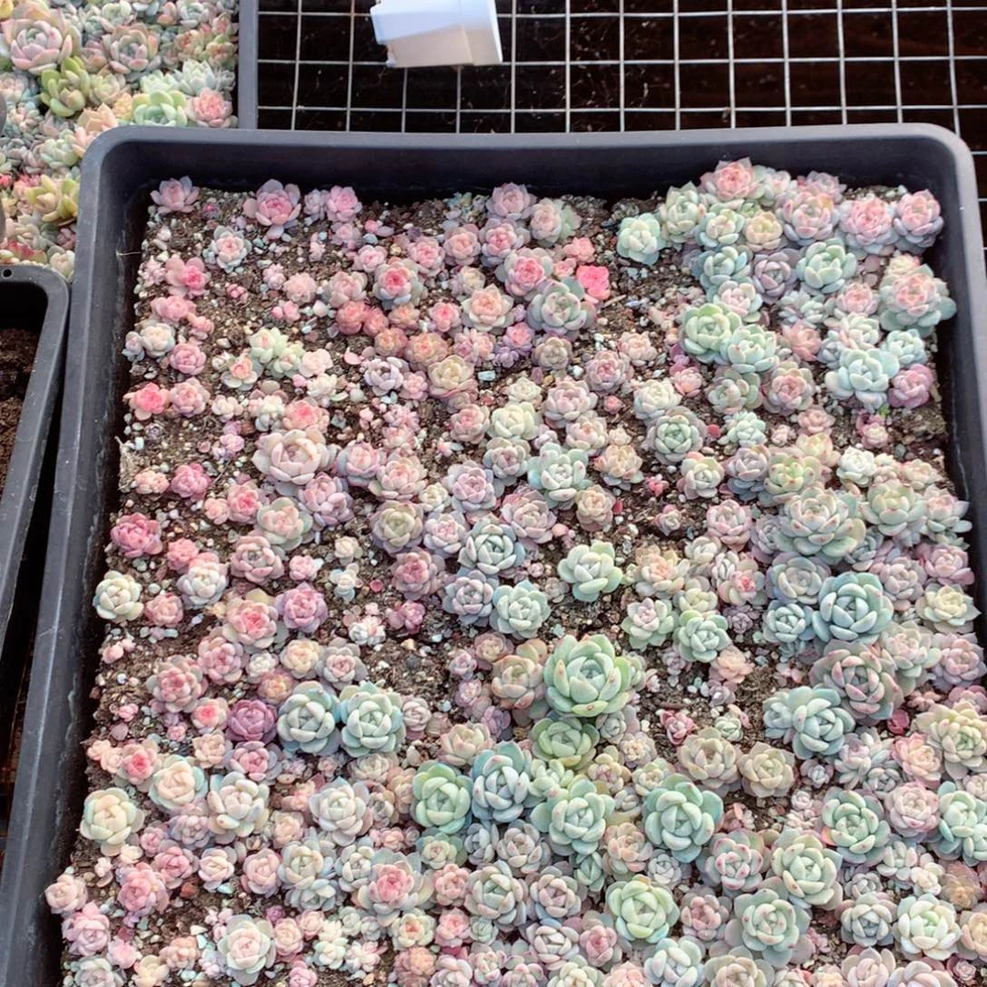 S35英语英语英语听力英语