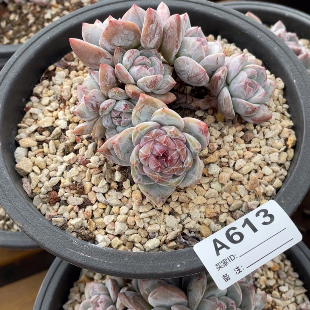 ****～A613静好多肉园艺