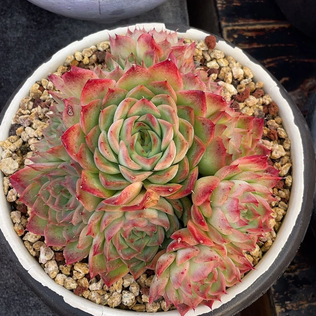 多肉植物一物一拍