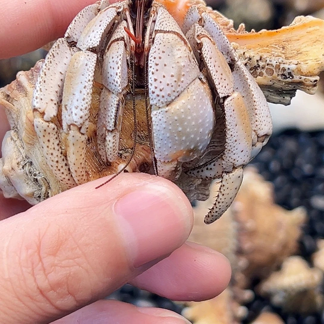 3口马岛深紫一只快来竞拍吧