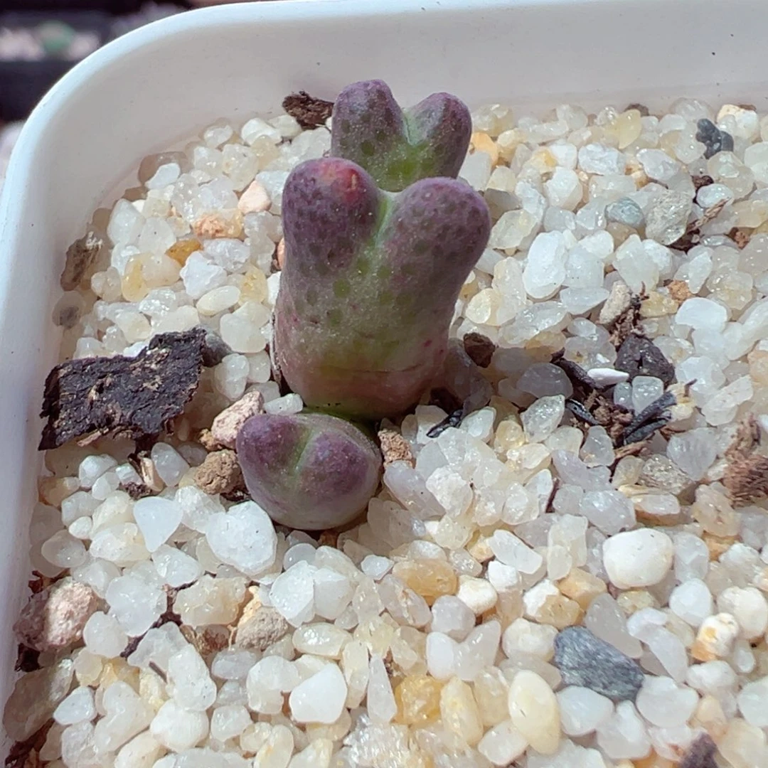 ⑅*⑅121-262.我是真的不