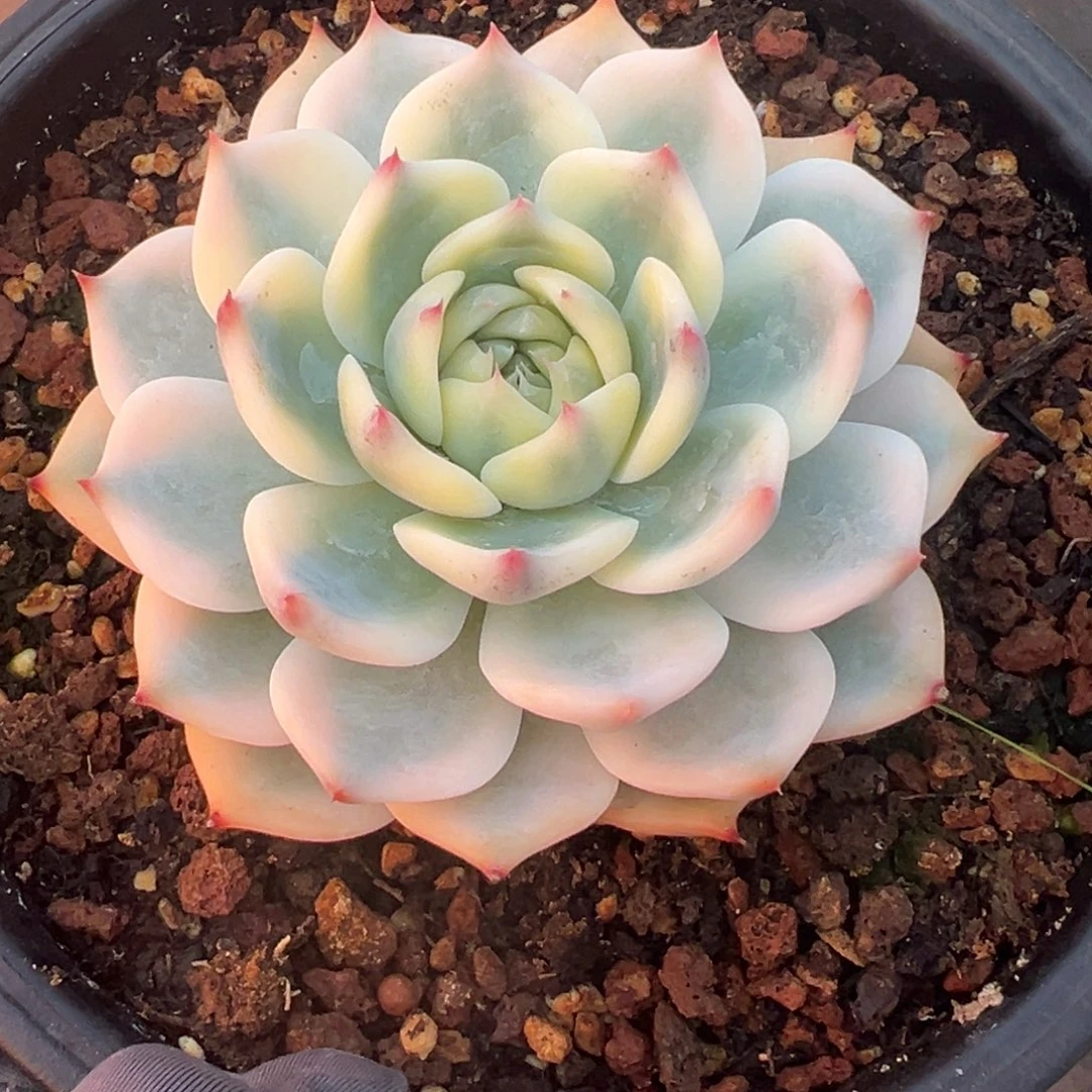 吉娃娃锦，宽覆轮锦