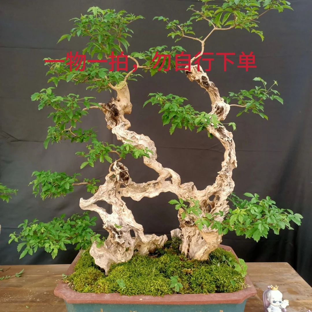 黄荆老桩盆景造型桩，一物一拍