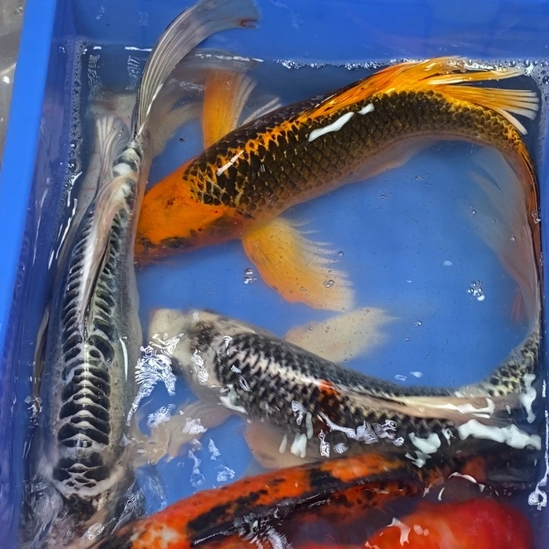 锦鲤冷水锦鲤包邮