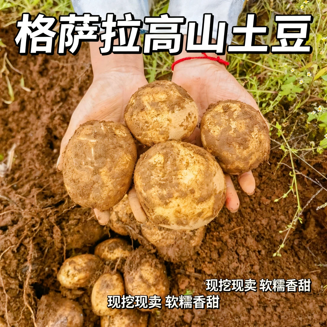 格萨拉高山土豆【净重:9~9.1斤】