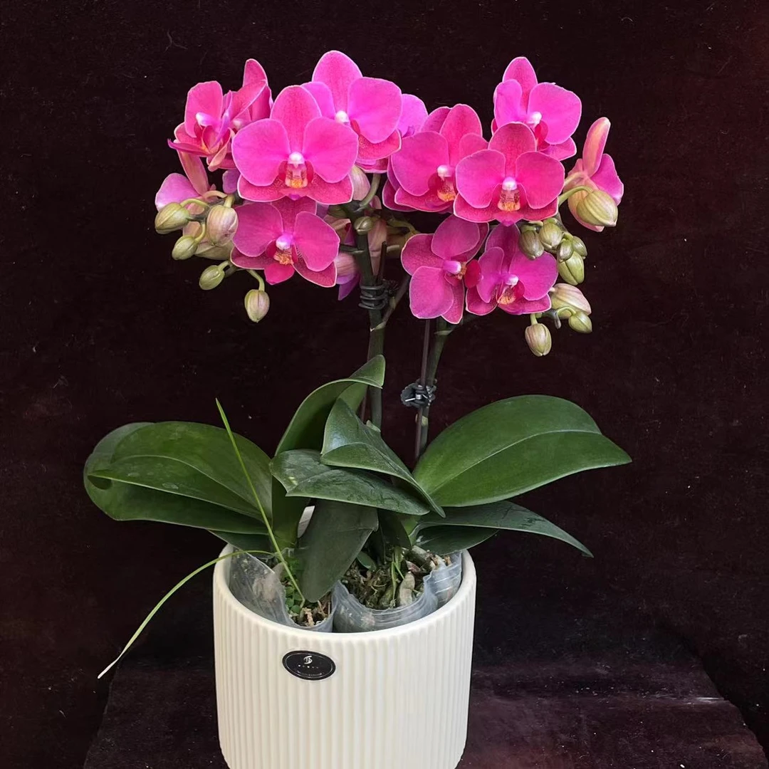 喜兰精选【樱桃香妃】年宵花  果甜香蜡质花 好看好养懒人花