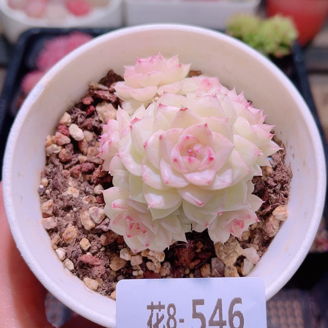 花利美8-546白天鹅