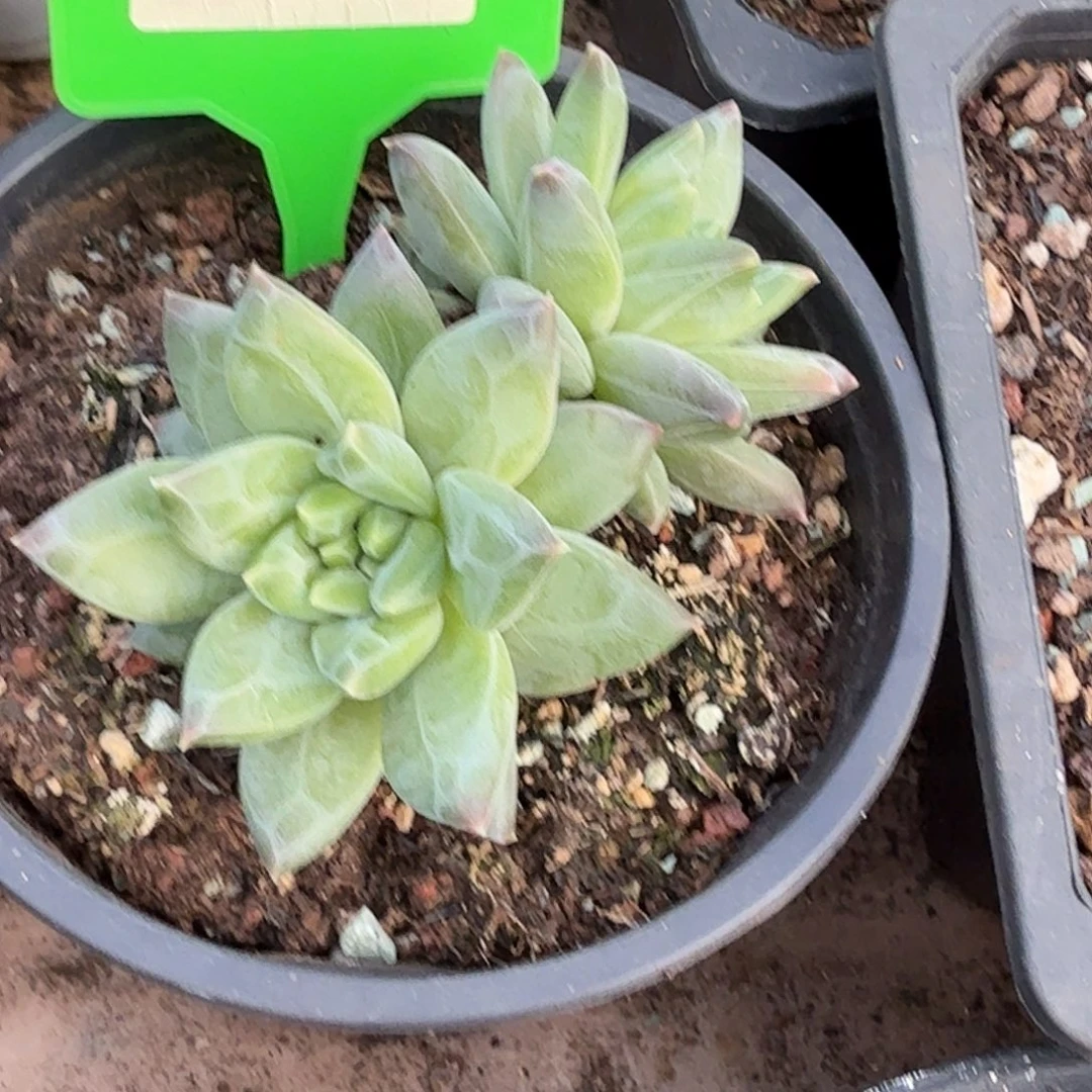优选美人多肉植物278