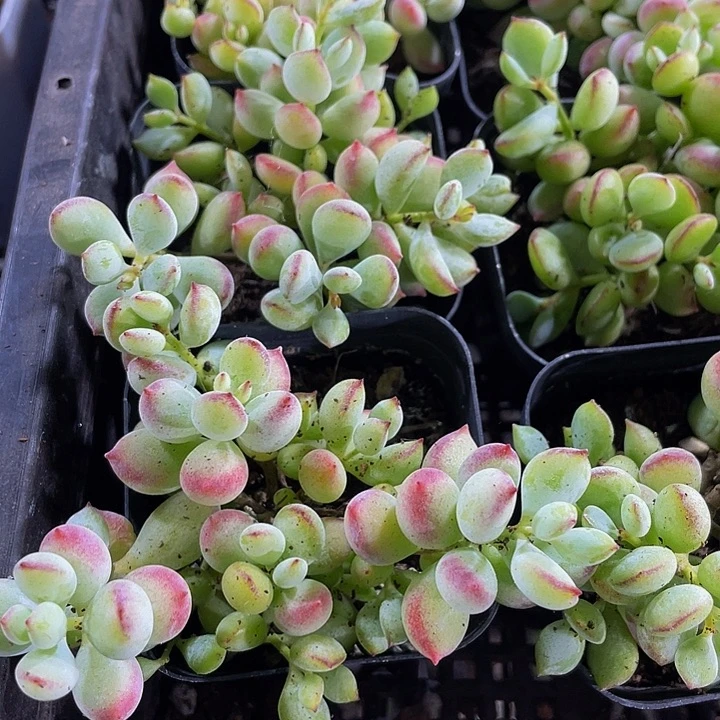 达磨福吧带盆土发