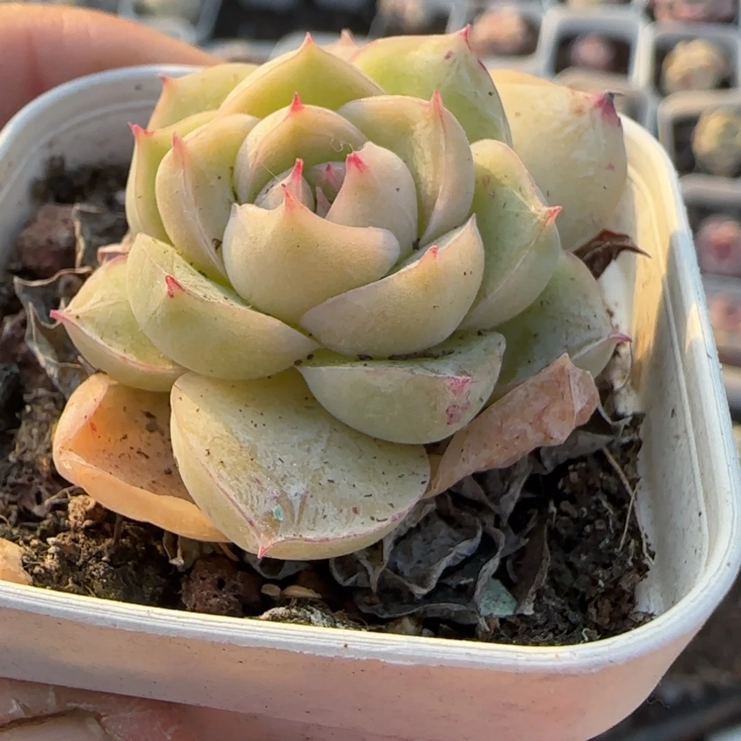 多肉小卡拉米糖心一物一拍