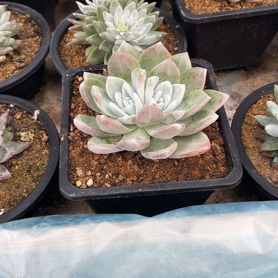 晨溪园艺仙女杯呀