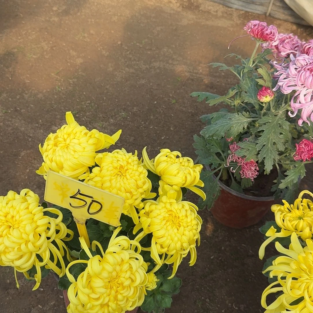 凯***琳当前无花栽培后可以开花50老根无售后