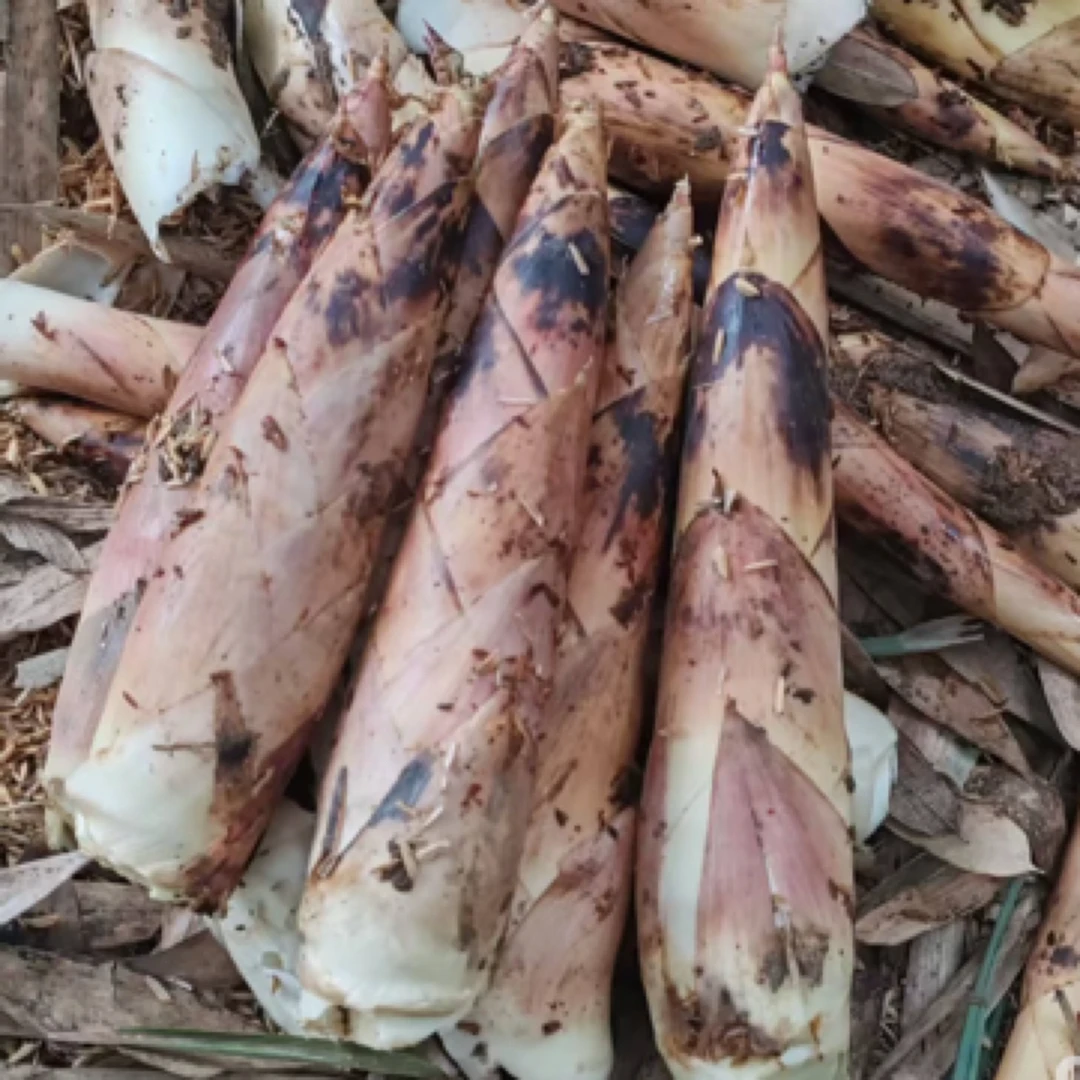 新鲜春笋雷竹笋嫩脆美味高笋农家蔬菜