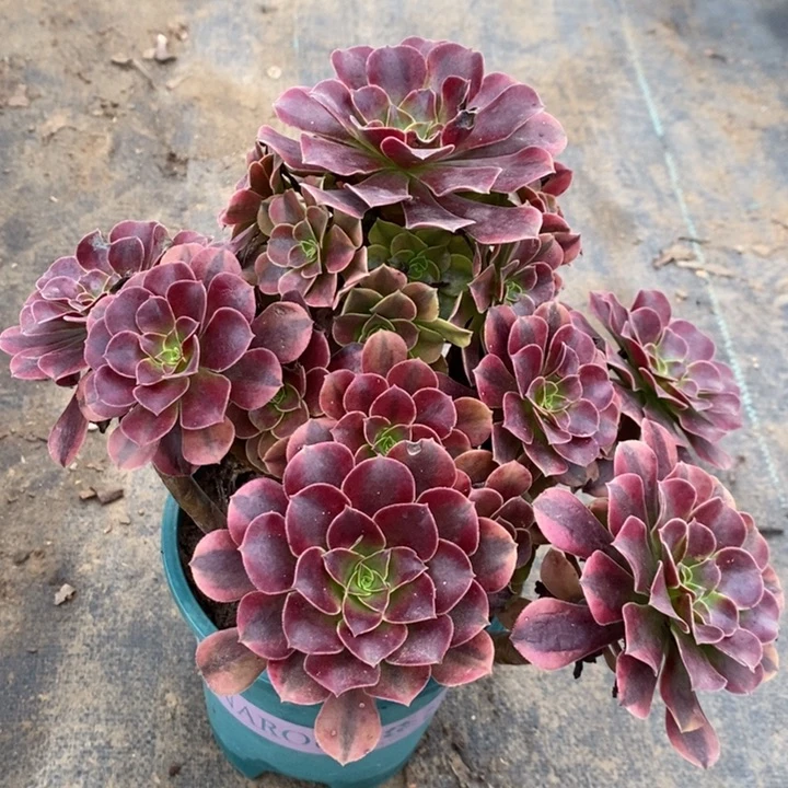 美杜莎多肉植物014