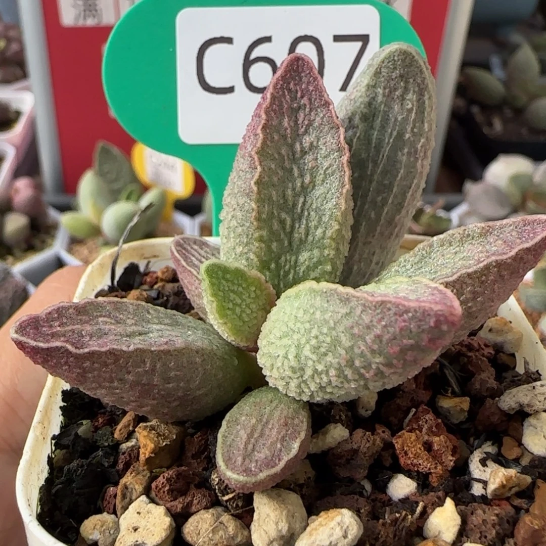 粉红猪肝。   607。