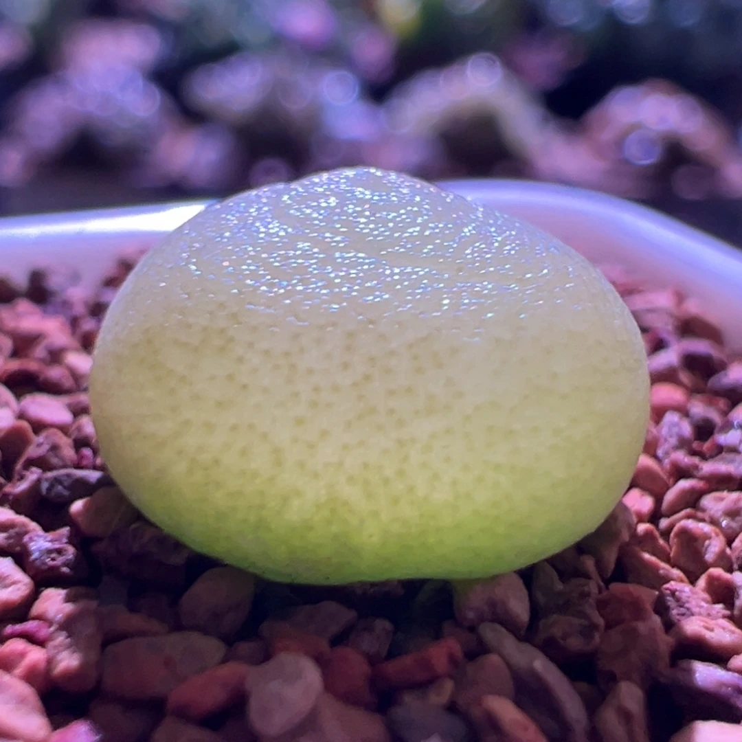 1242，哈默灯泡，肉锥植物